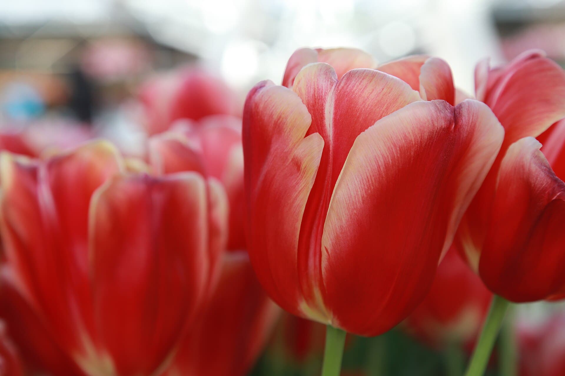 Keukenhof from Amsterdam in 2026: Tickets, Dates, and the Honest Way to Get There
